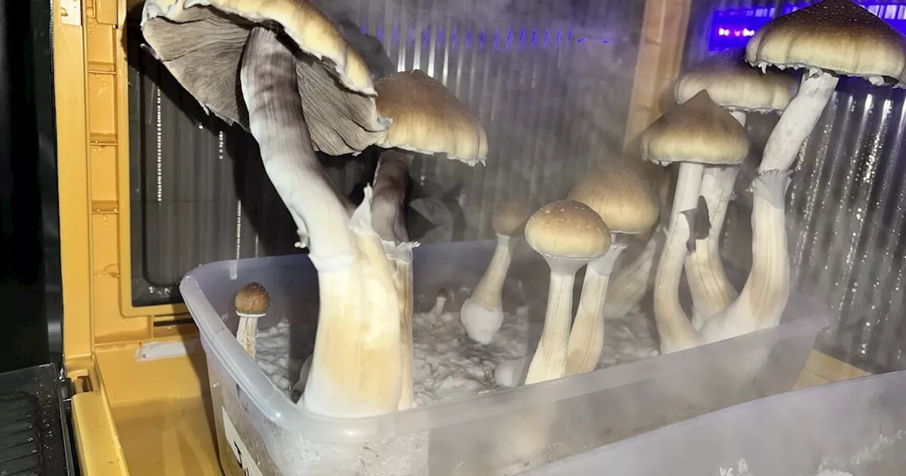 Arizona Clinical Trial on Psychedelic Therapies for Veterans Nears Completion