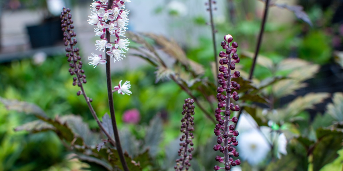 Herbs for Menopause: Your Complete Guide to Natural Symptom Relief