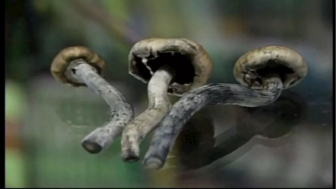 King County resolution urges more research on 'shrooms,' ayahuasca to treat mental health