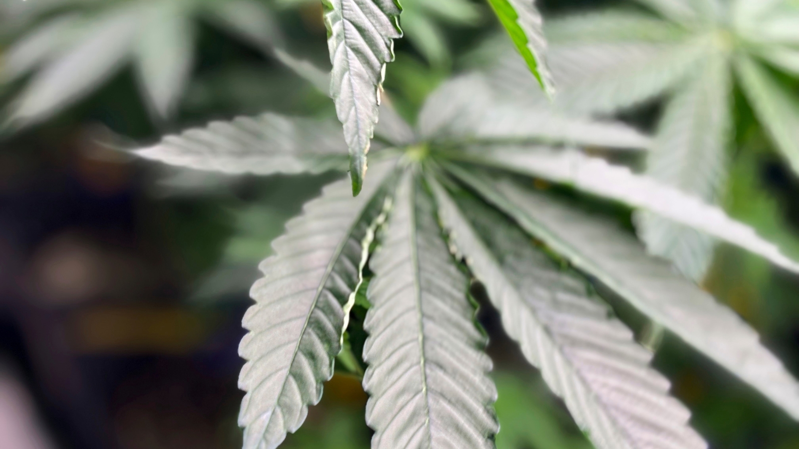 Scientists say marijuana doesn't ease anxiety or other mental health conditions