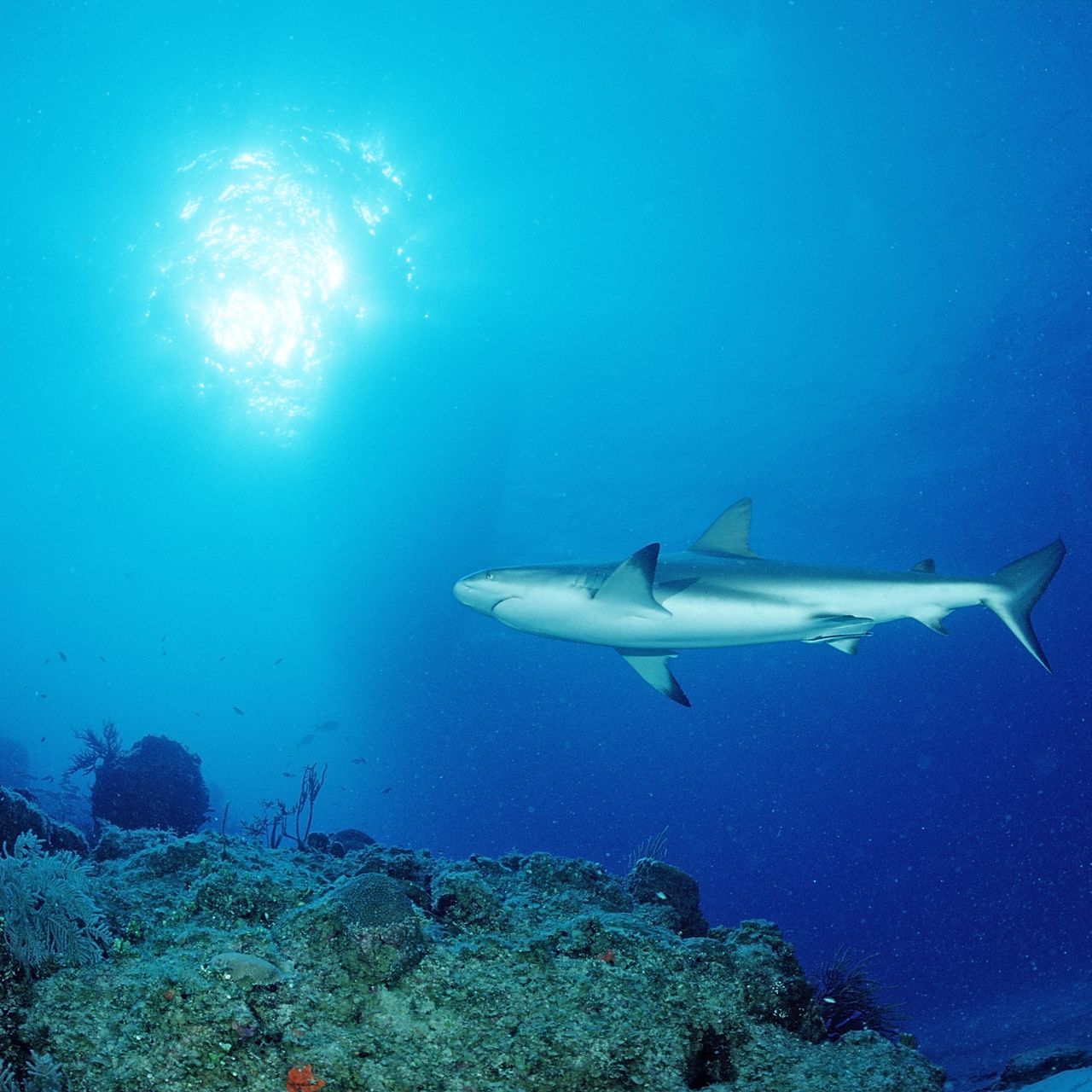 Sharks in the Bahamas Test Positive for Drugs, Including Cocaine and Painkillers, in a New Study