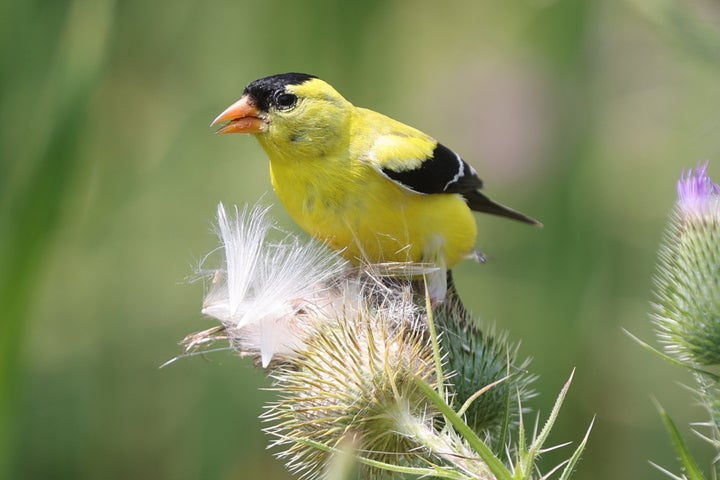 Study Suggests Becoming An Expert In This Beloved Hobby May Actually Protect Your Brain Health